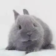 ぽむぽむ★の画像