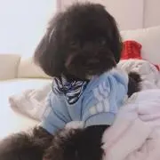 ノエルの画像
