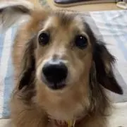 miniの画像