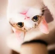 ふにゃ～の画像