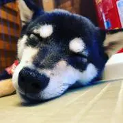 ぽん太郎