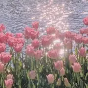 ❀ S Y ❀の画像