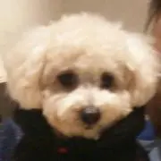 コロとも