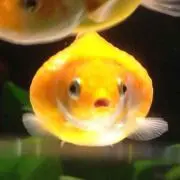 春野きんぎょ