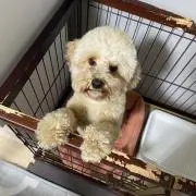 ポニョ