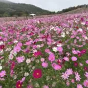 コスモスの画像