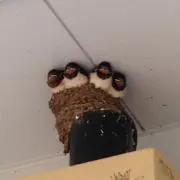 あずきの画像