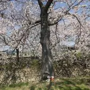 かずはるの画像