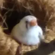 ぴーちゃんの画像
