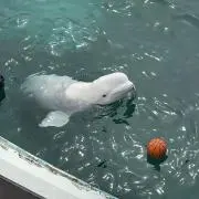 あんこの画像