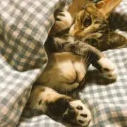ねこ