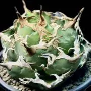 アガベ チタノタ イラン株 ノヴァエルメス 希少 短葉 - メルカリ