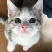akiの画像