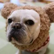 プチトマトの画像