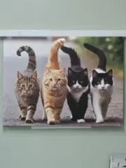 スノ子の画像