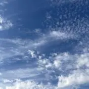 Lisianthusの画像