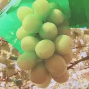 chicoの画像
