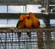 えびねこの画像