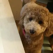 まめ