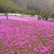 nicoの画像