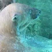 らんはいの画像