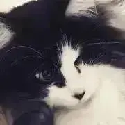 シロ猫♦︎フォロー割・即購入OK！の画像