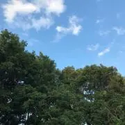 なのはなこの画像