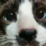 おぎ
