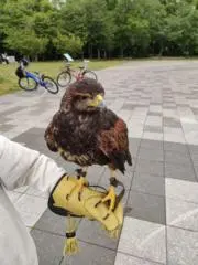 ナツメグの画像