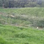 のんのんの画像