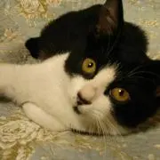 ばばねこの画像