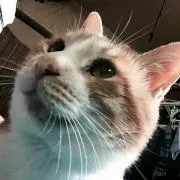みゅうの画像