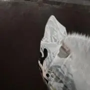 ちゃんの画像