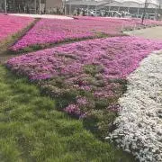 TOTOMAMAの画像