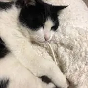 ちょびの画像