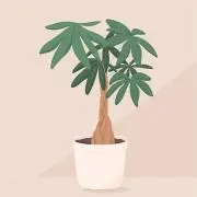 pipipi✿の画像