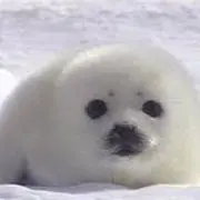 ゴマフの画像