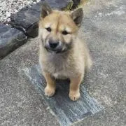 かばの画像