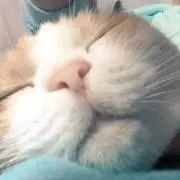 茶の画像