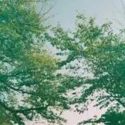 ラン