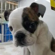 ちょろこの画像
