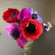 Kyoの画像