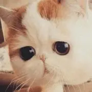 パラダイス