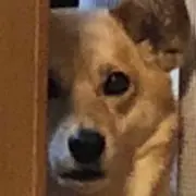 動物のなつの画像