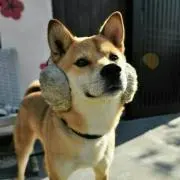 ちょ