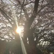 S.I@ショップの画像