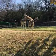 parsaの画像