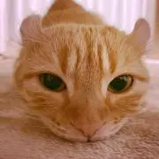 とこ