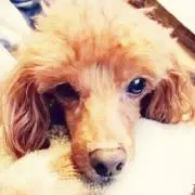 ちぇりー