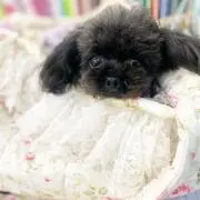 Mintyの画像